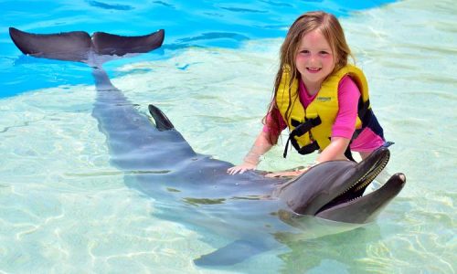 Meet with Dolphins Marmaris