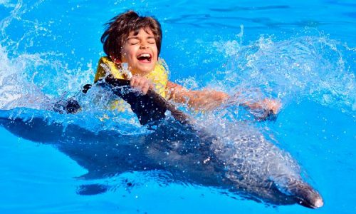 Swim With Dolphins Marmaris